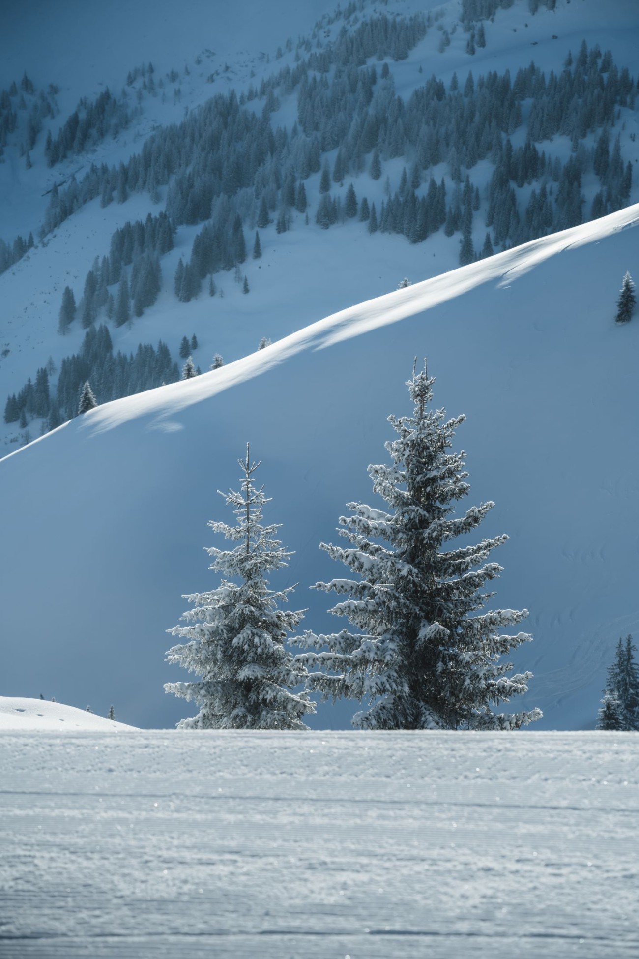 Detailaufnahme von verschneiten Tannen am Rand der Skipiste in Hochk&ouml;nig. &copy;TVB_Hochk&ouml;nig