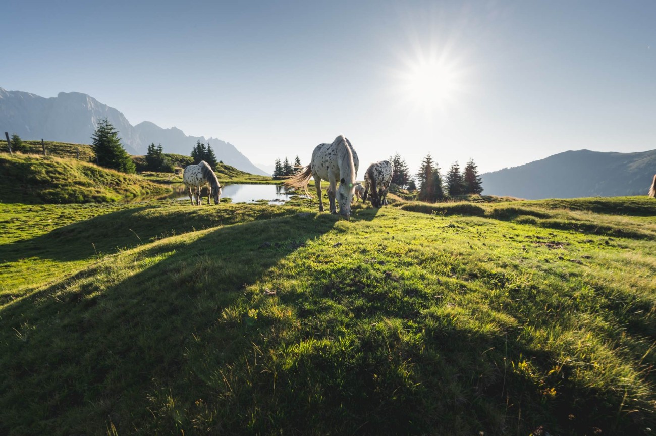 Pferde weiden auf einem H&uuml;gel vor einer sonnigen Berglandschaft mit B&auml;umen und einem Teich im Salzburger Land. &copy;TVB_Hochk&ouml;nig